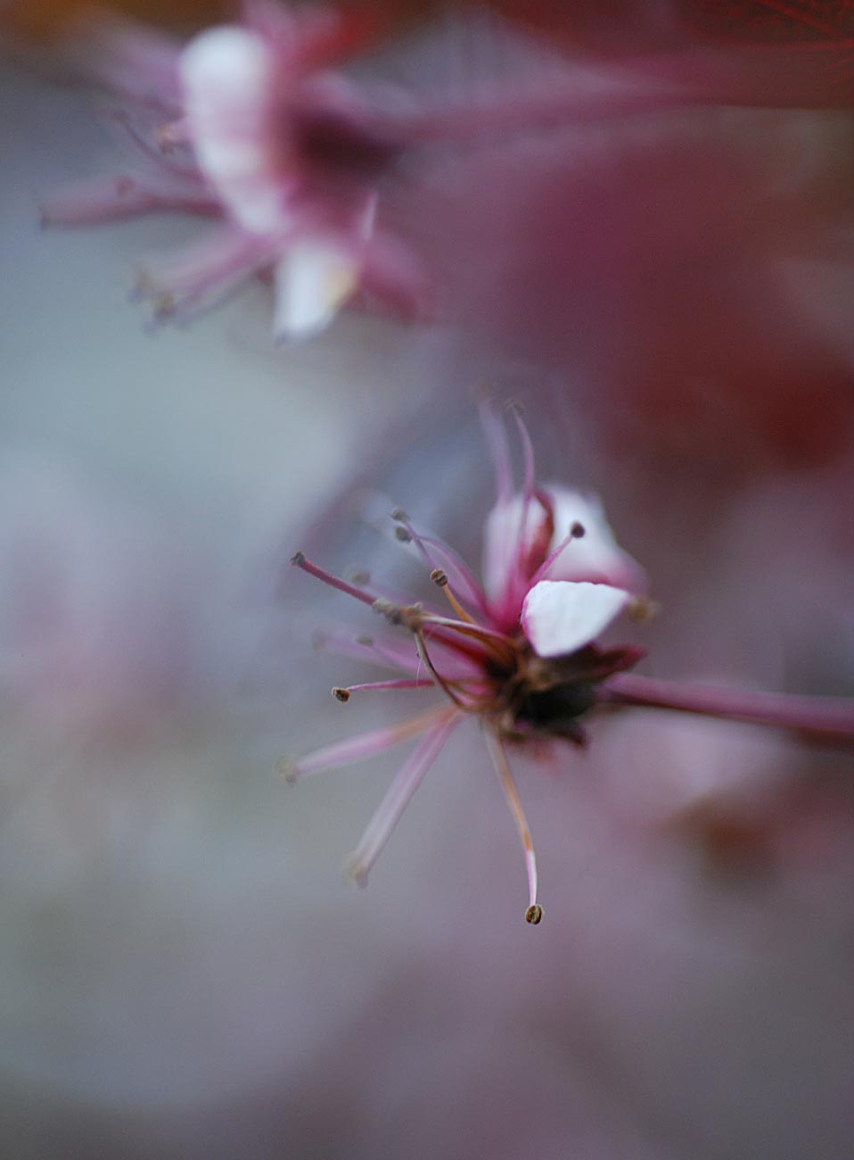 susannihlenfeld-macrophoto-001