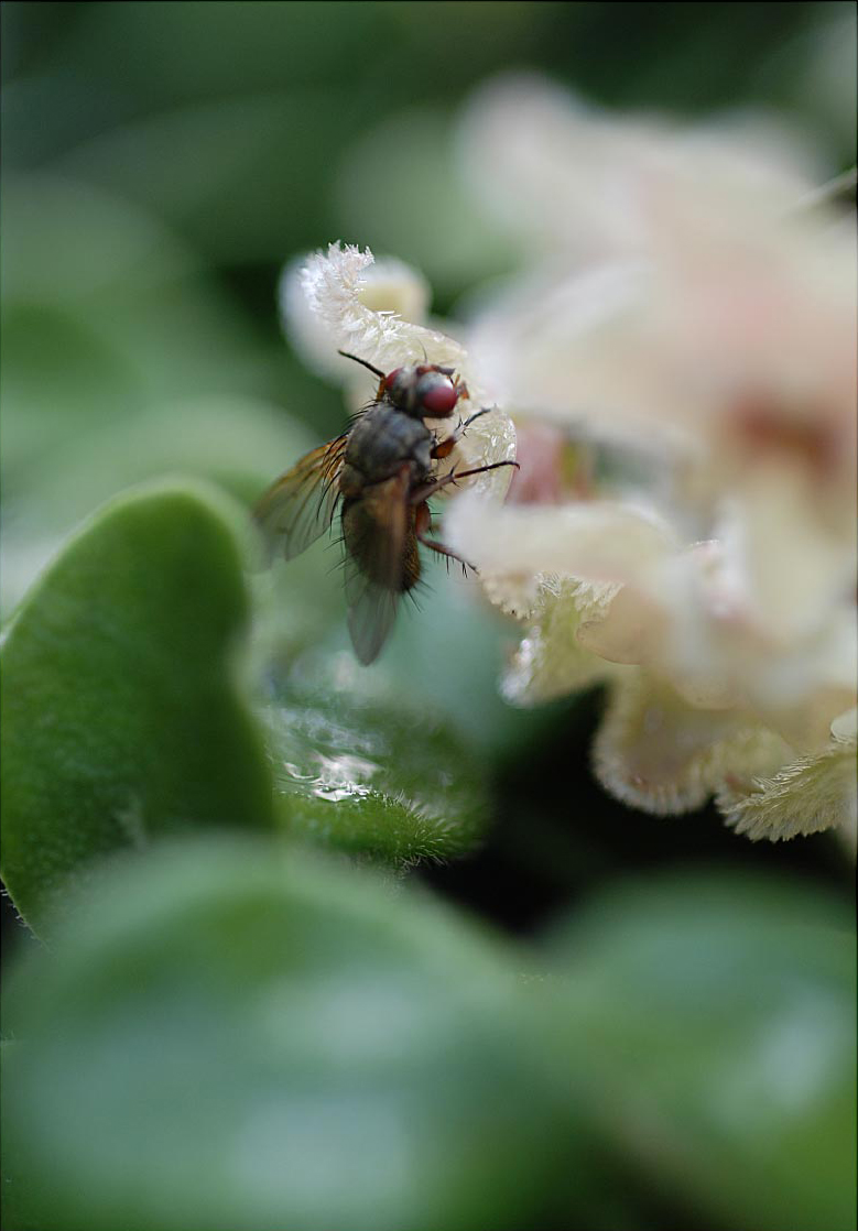 susannihlenfeld-macrophoto-002