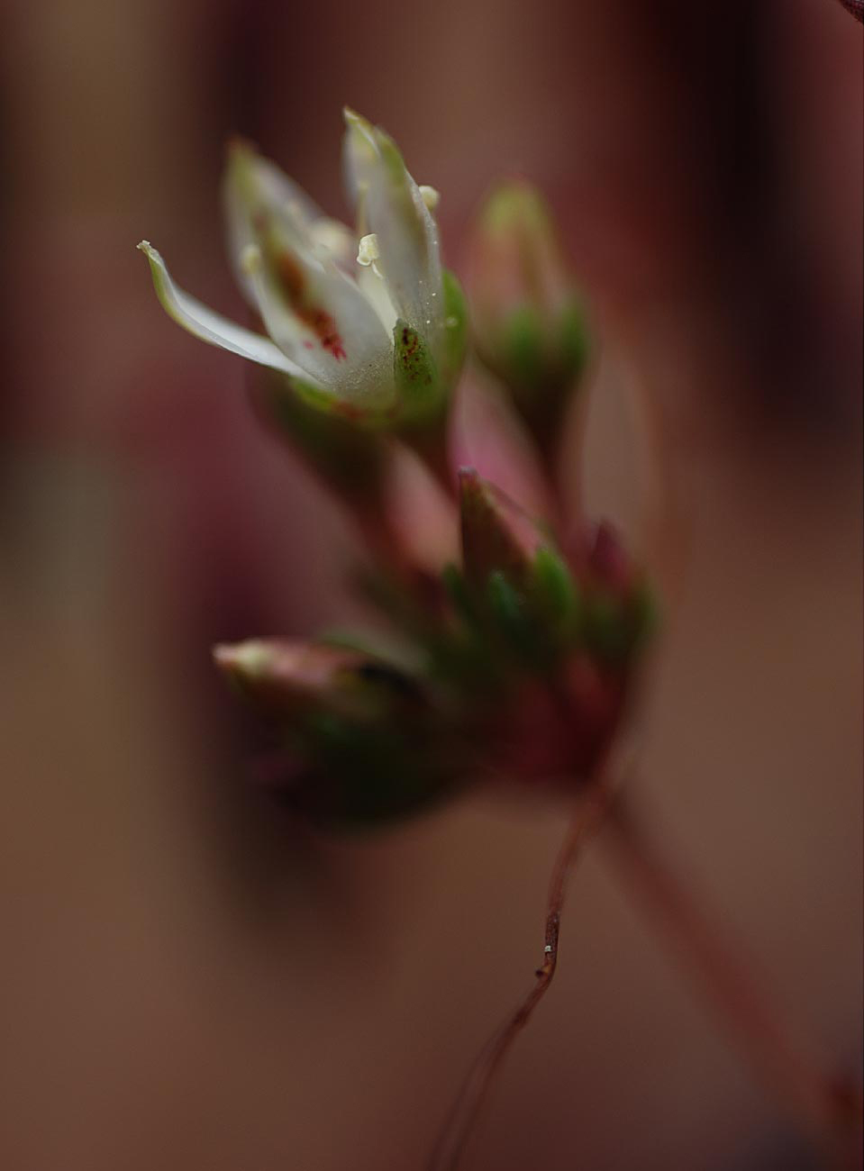 susannihlenfeld-macrophoto-003