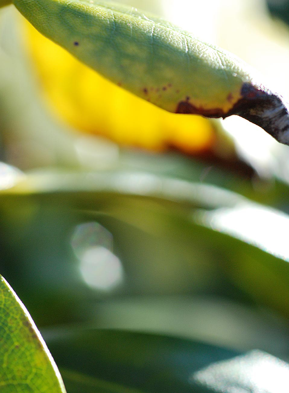 susannihlenfeld-macrophoto-004