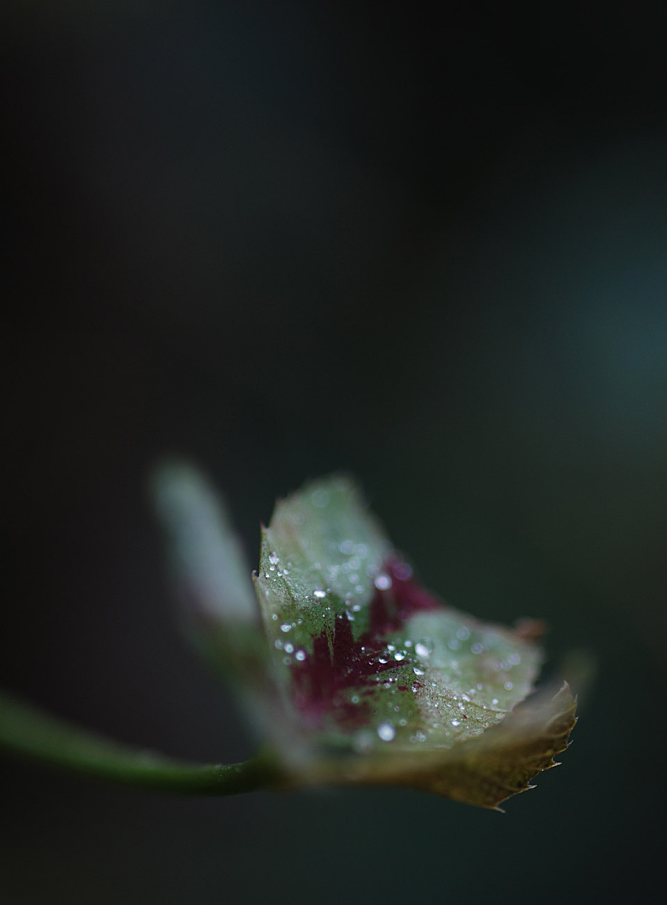 susannihlenfeld-macrophoto-005