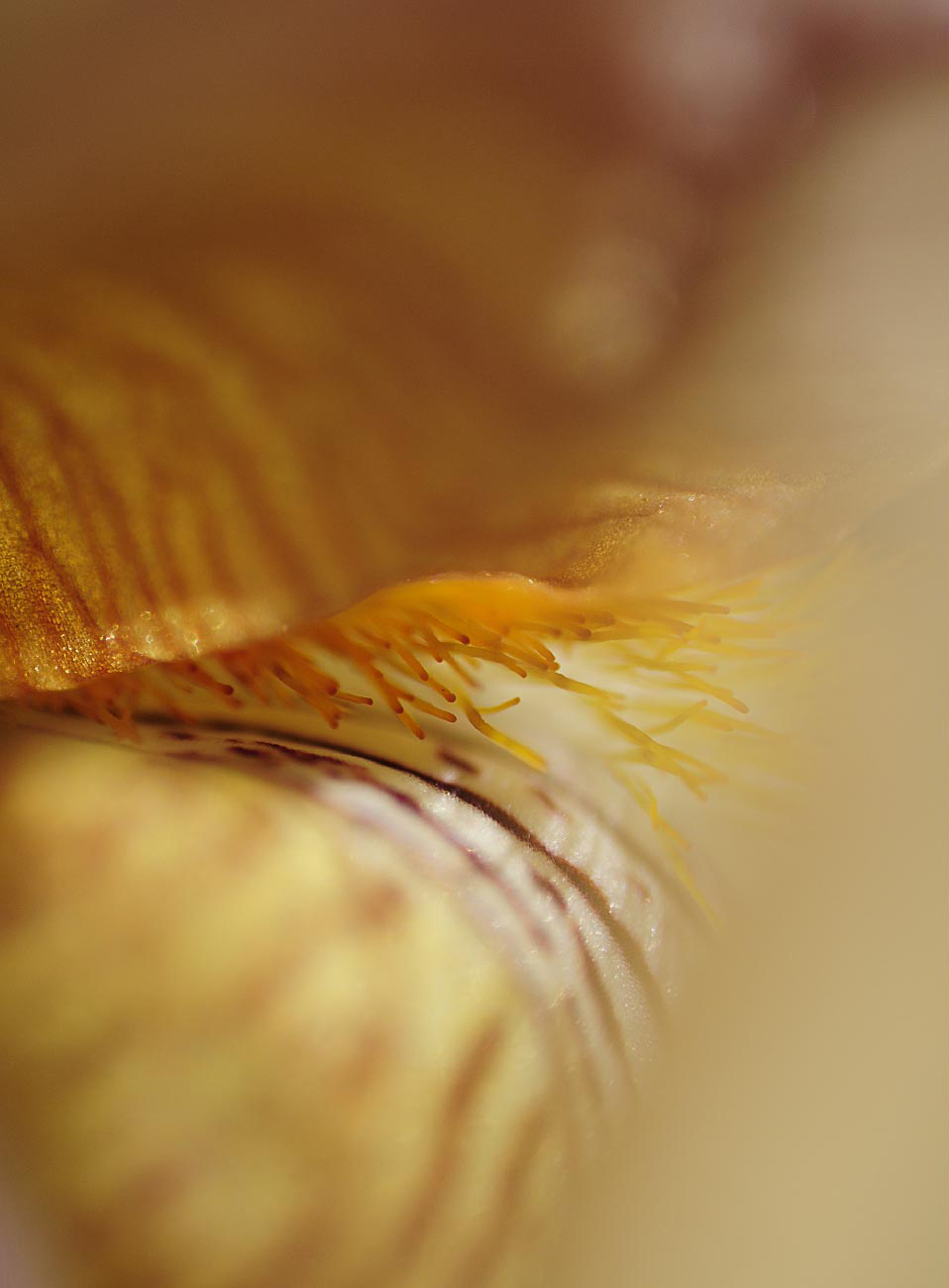 susannihlenfeld-macrophoto-006