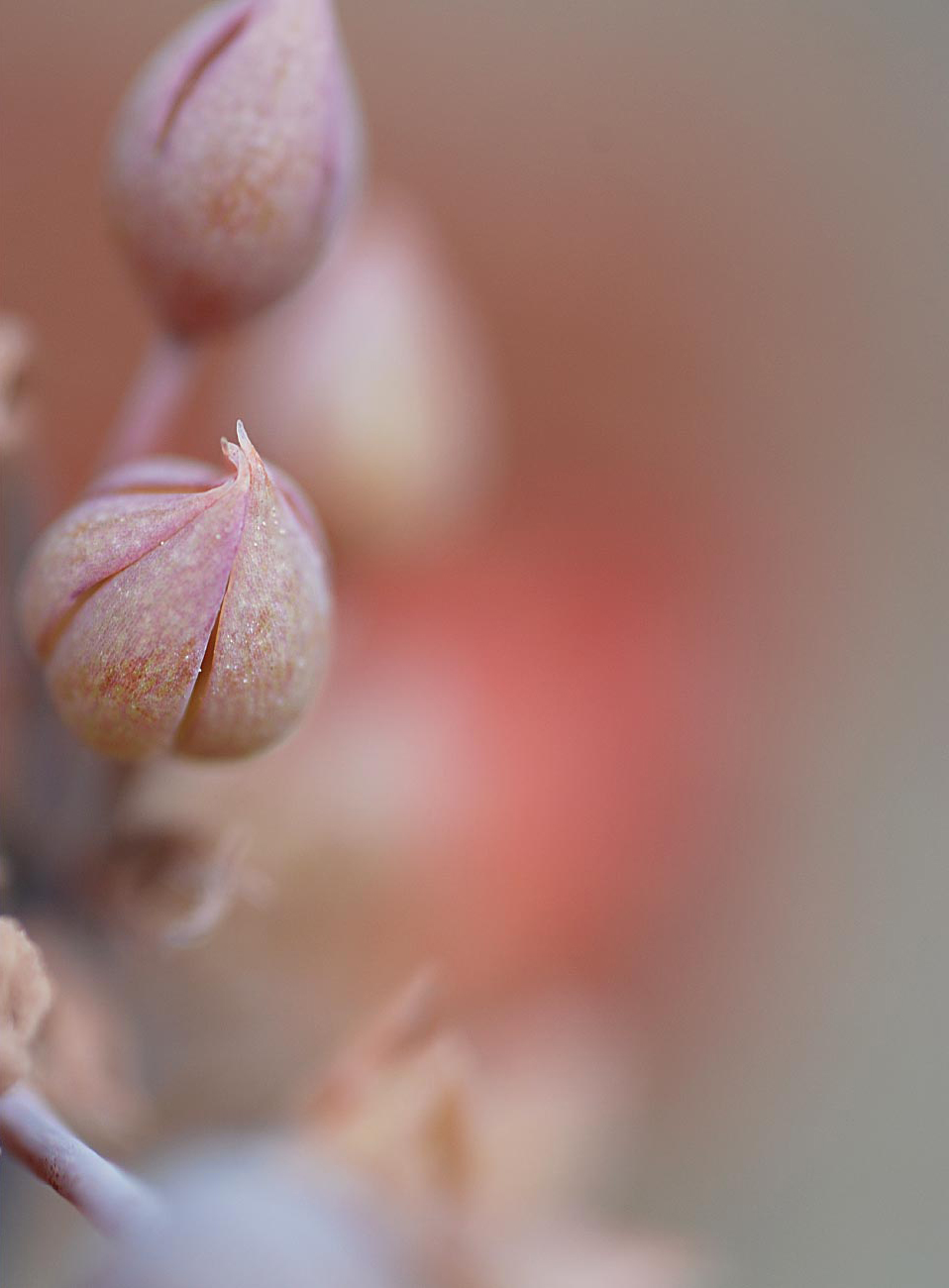 susannihlenfeld-macrophoto-007