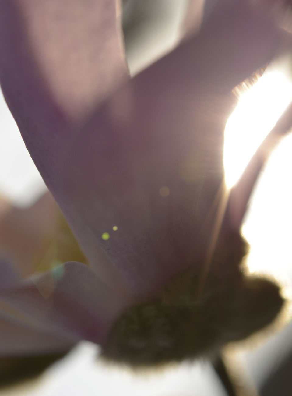 susannihlenfeld-macrophoto-008