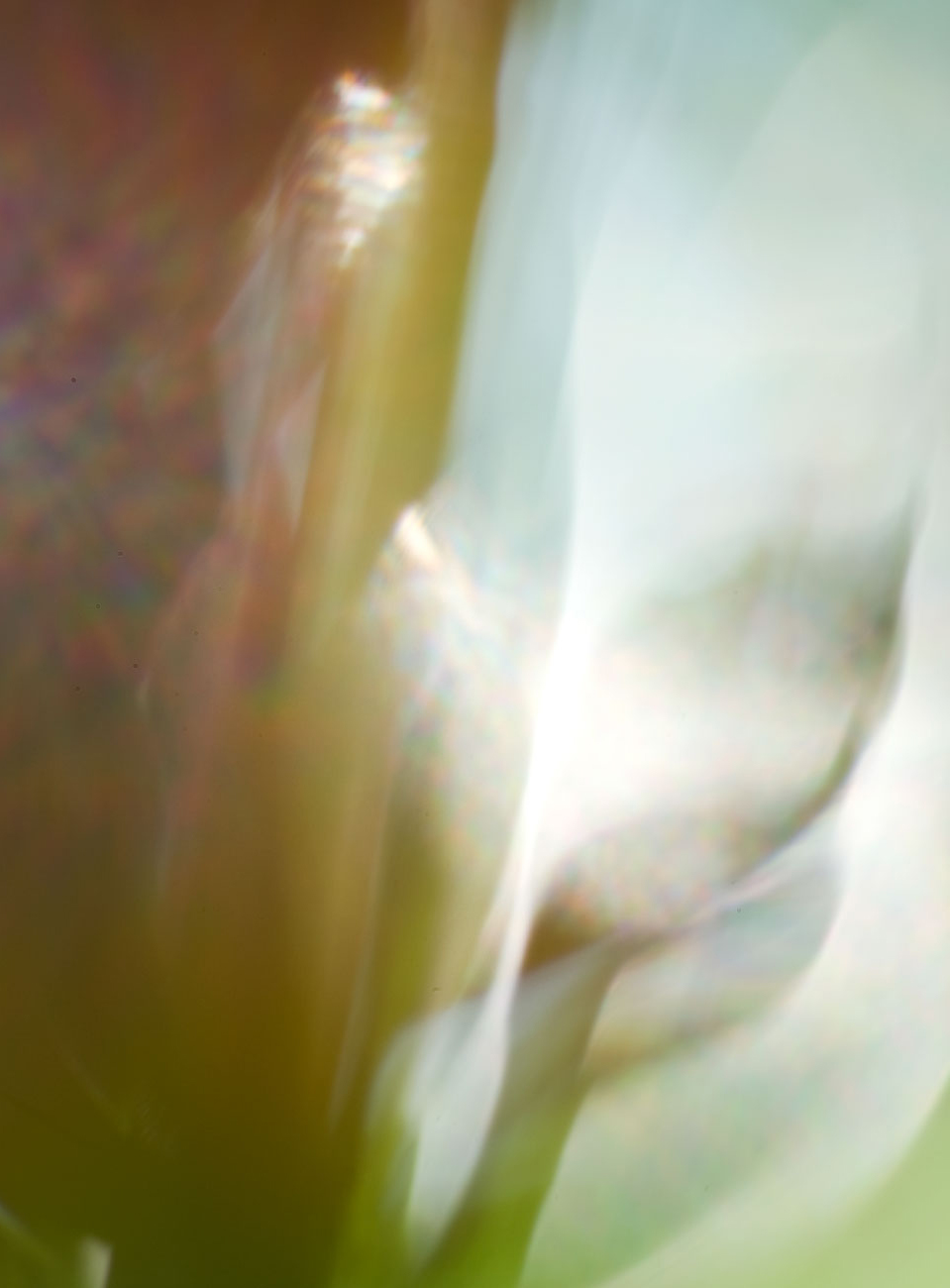 susannihlenfeld-macrophoto-009