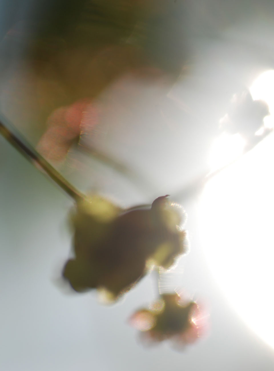 susannihlenfeld-macrophoto-010