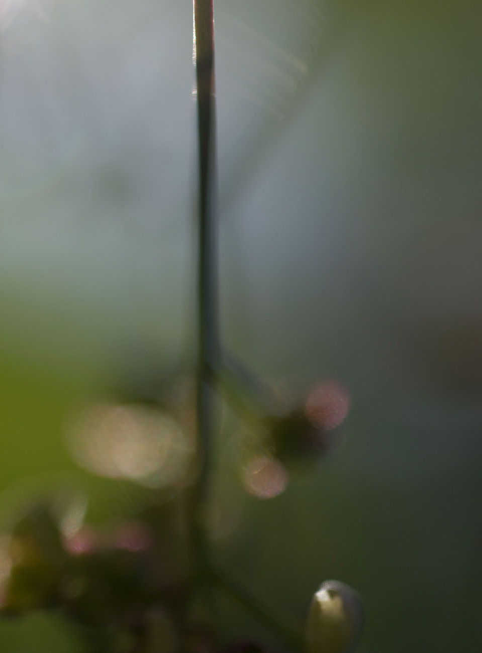 susannihlenfeld-macrophoto-011